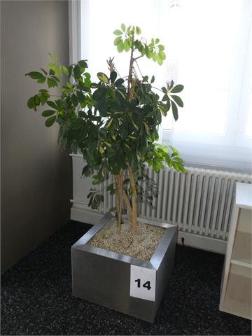 014) Pflanze mit Alu-Topf