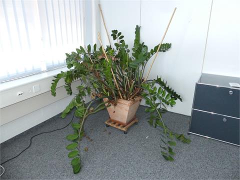 094) Grosse Zimmerpflanze
